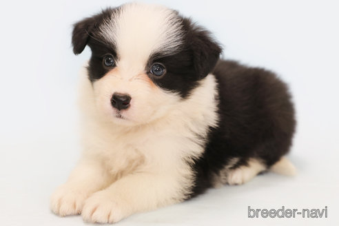 成約済の神奈川県のボーダーコリー-247678の3枚目